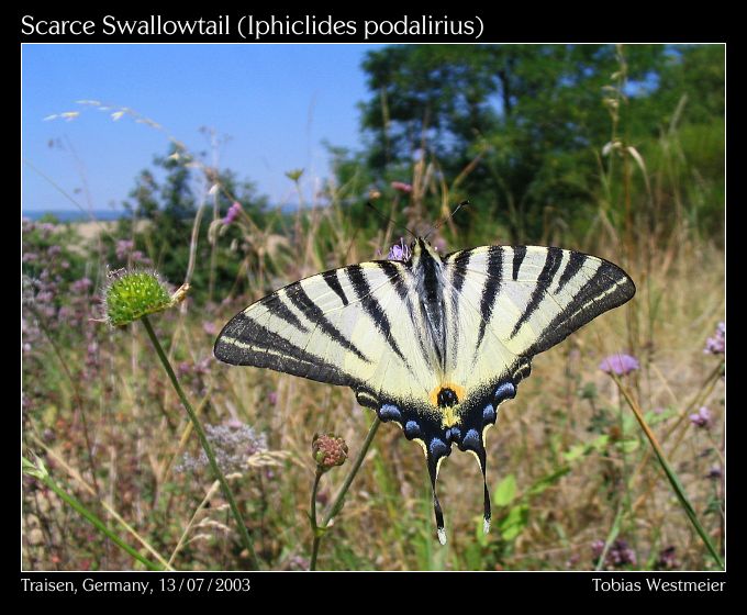 Scarce Swallowtail (Iphiclides podalirius)