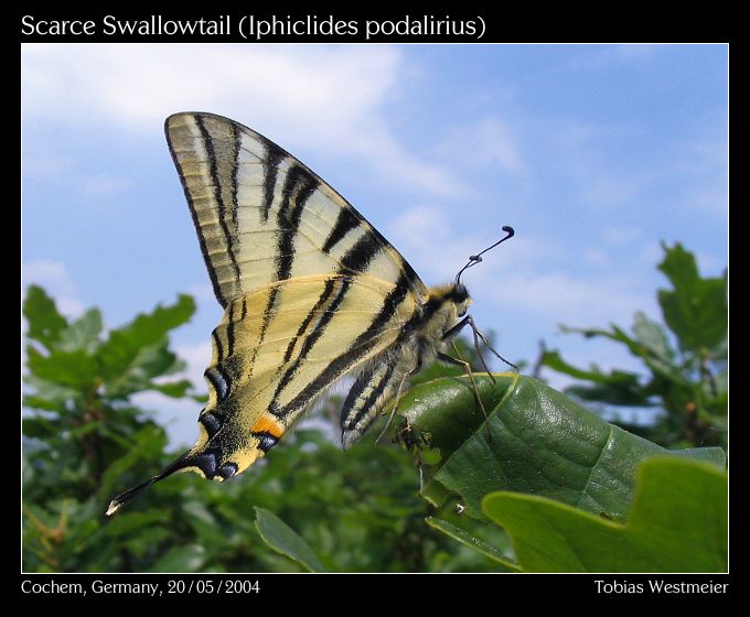 Scarce Swallowtail (Iphiclides podalirius)