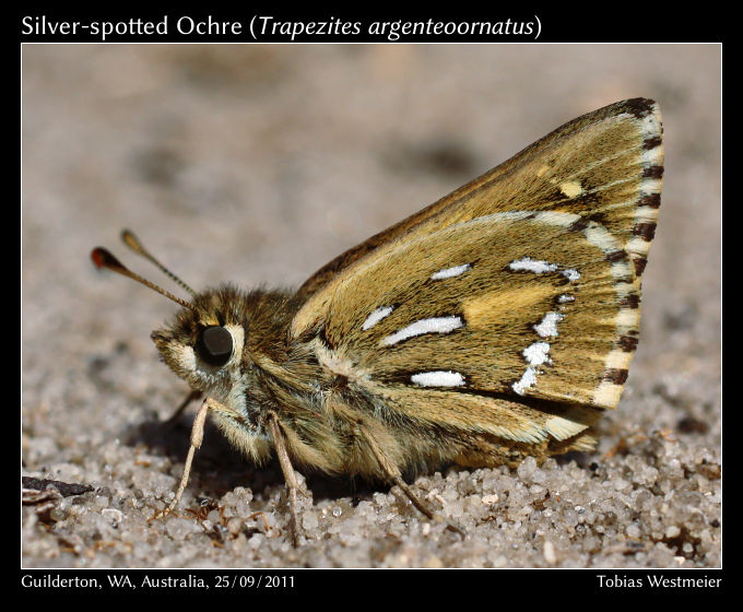 Silver-spotted Ochre (Trapezites argenteoornatus)