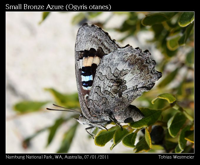 Small Bronze Azure (Ogyris otanes)