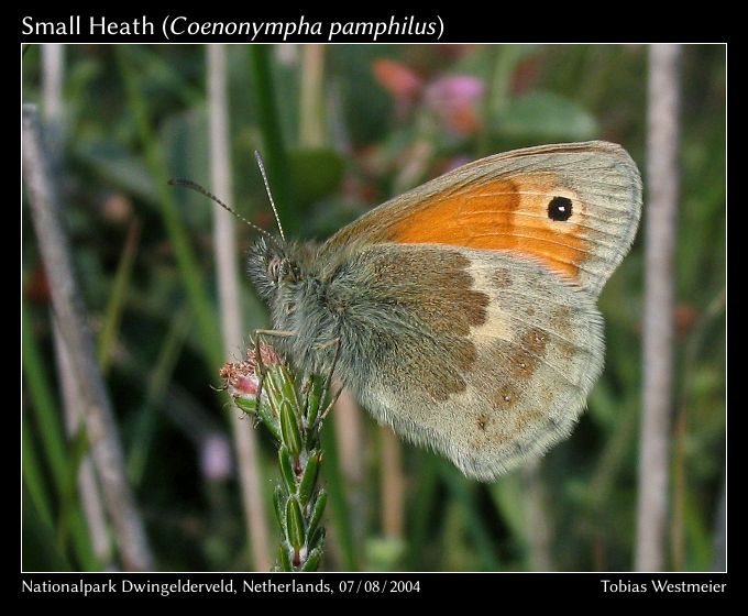 Small Heath (Coenonympha pamphilus)