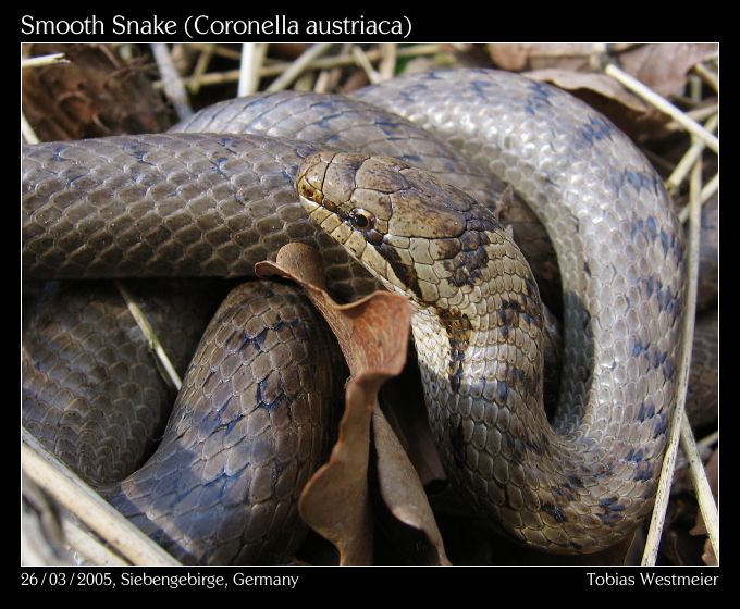 Smooth Snake (Coronella austriaca)