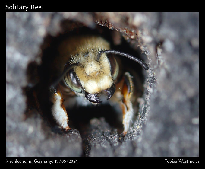 Solitary Bee