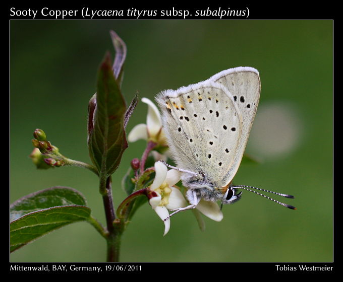 Sooty Copper (Lycaena tityrus subsp. subalpinus)