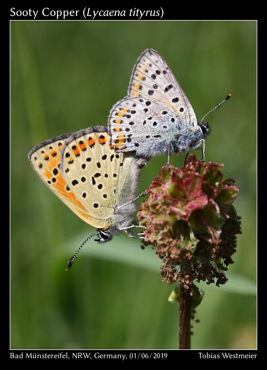 Sooty Copper (Lycaena tityrus)