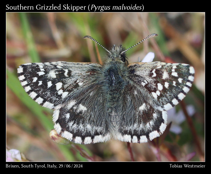 Southern Grizzled Skipper (Pyrgus malvoides)