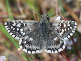 Southern Grizzled Skipper (Pyrgus malvoides)