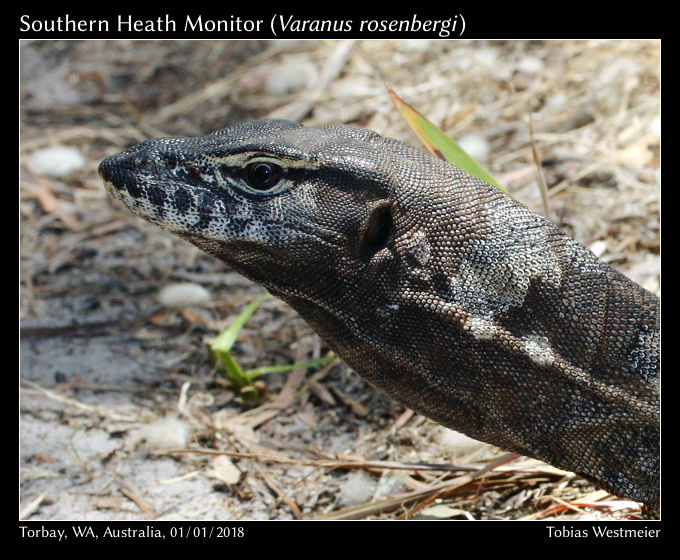 Southern Heath Monitor (Varanus rosenbergi)