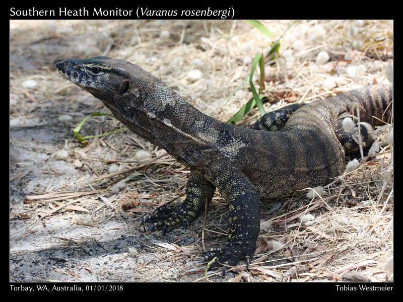 Southern Heath Monitor (Varanus rosenbergi)