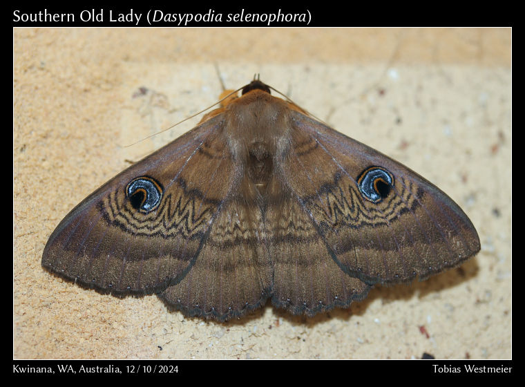 Southern Old Lady (Dasypodia selenophora)