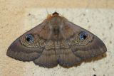 Southern Old Lady (Dasypodia selenophora)