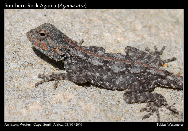 Southern Rock Agama (Agama atra)