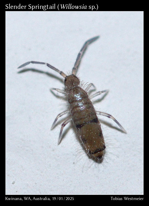 Slender Springtail (Willowsia sp.)