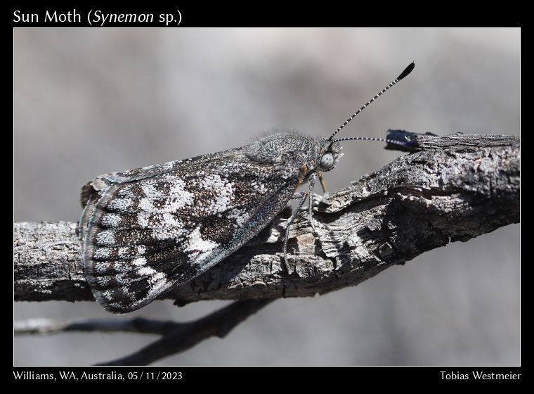 Sun Moth (Synemon sp.)