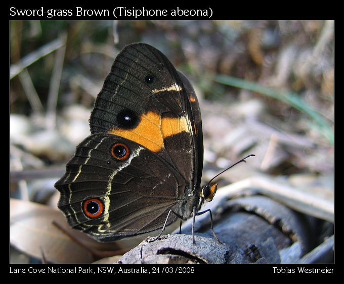 Sword-grass Brown (Tisiphone abeona)