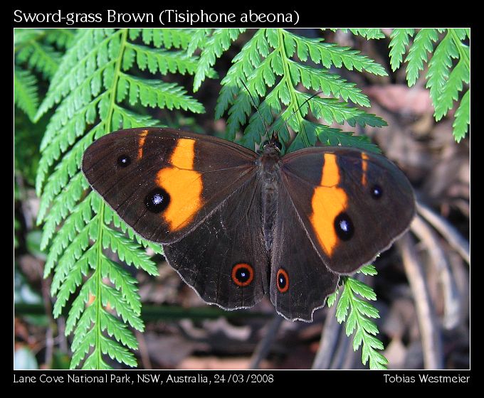 Sword-grass Brown (Tisiphone abeona)