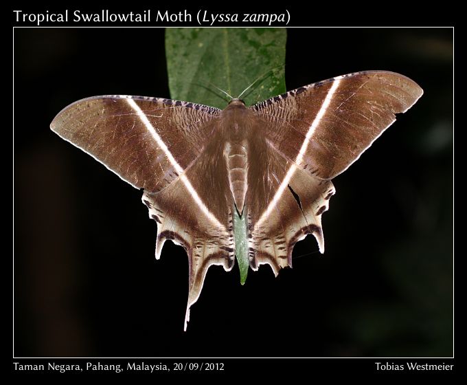 Tropical Swallowtail Moth (Lyssa zampa)