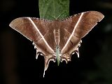Tropical Swallowtail Moth (Lyssa zampa)