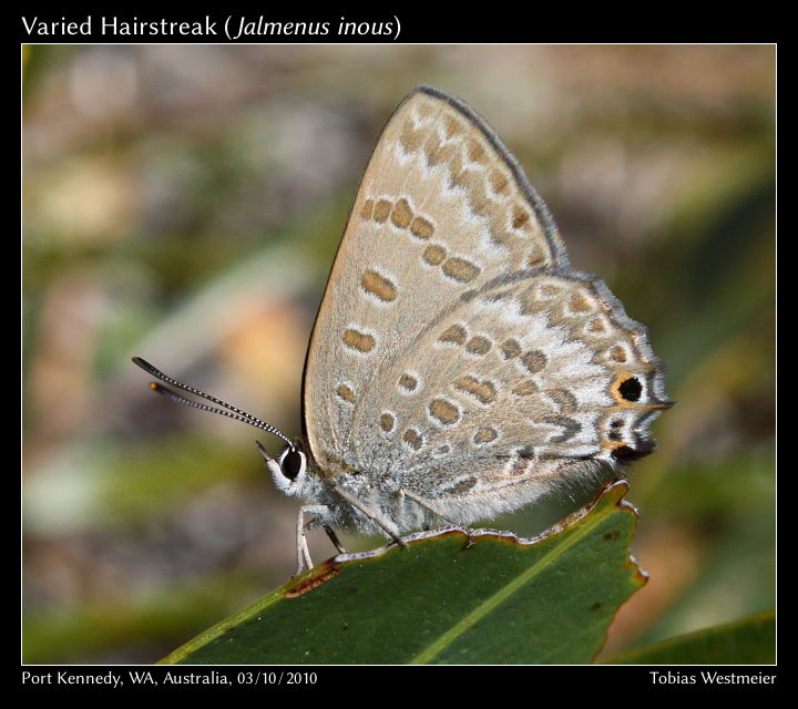 Varied Hairstreak (Jalmenus inous)