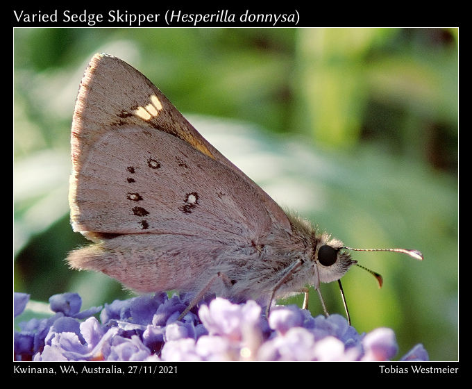 Varied Sedge Skipper (Hesperilla donnysa)