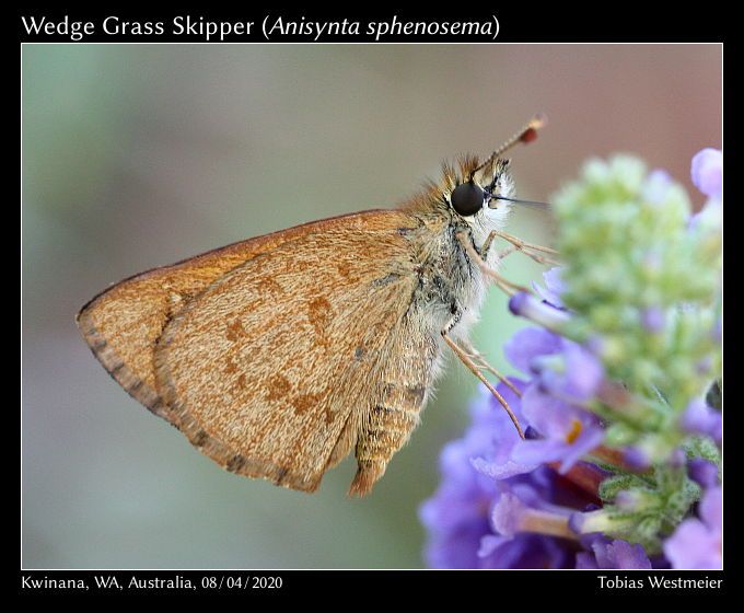 Wedge Grass Skipper (Anisynta sphenosema)