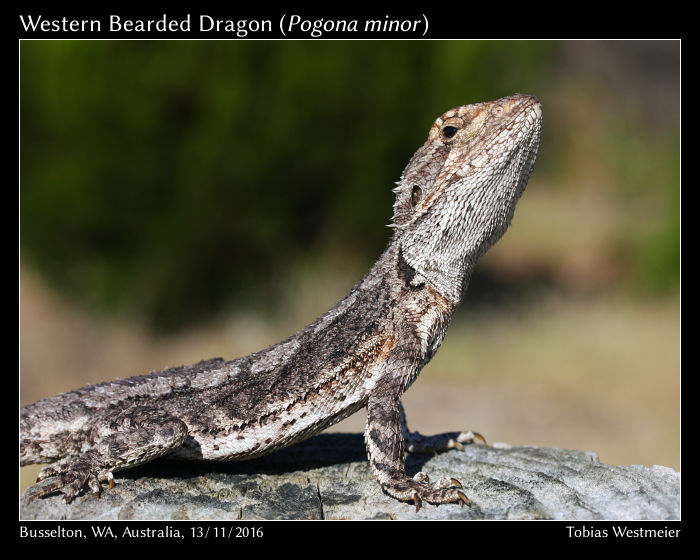 Western Bearded Dragon (Pogona minor)