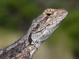 Western Bearded Dragon (Pogona minor) basking on a fence post