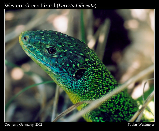 Western Green Lizard (Lacerta bilineata)