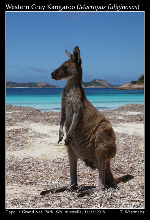 Western Grey Kangaroo (Macropus fuliginosus)