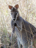 Whiptail Wallaby (Notamacropus parryi)