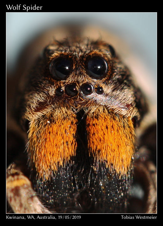 Wolf Spider