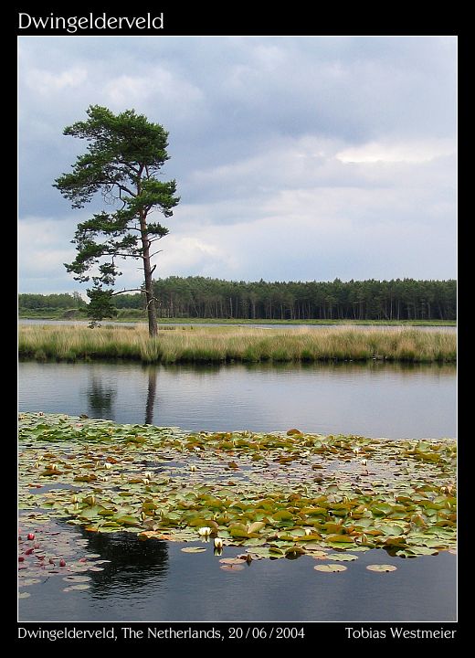 Dwingelderveld