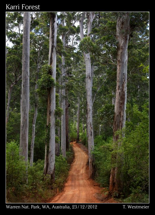 Karri Forest, Warren National Park