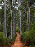 Karri Forest, Warren National Park