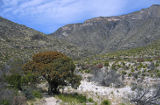 McKittrick Canyon, Guadalupe Mountains