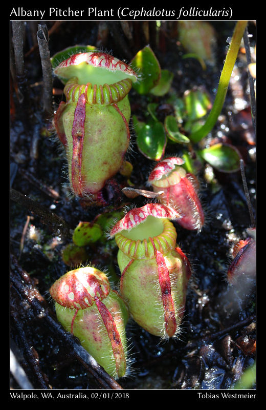 Albany Pitcher Plant (Cephalotus follicularis)