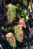 Albany Pitcher Plant (Cephalotus follicularis)