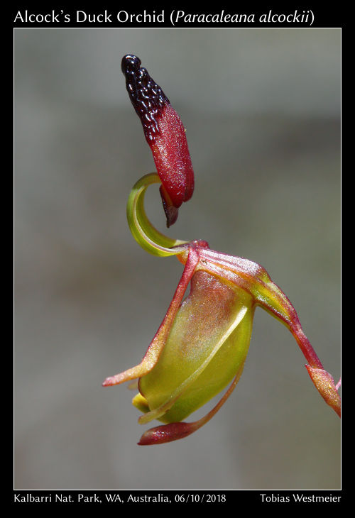 Alcock’s Duck Orchid (Paracaleana alcockii)