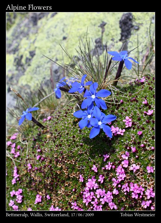 Alpine Flowers