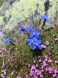 Alpine Flowers