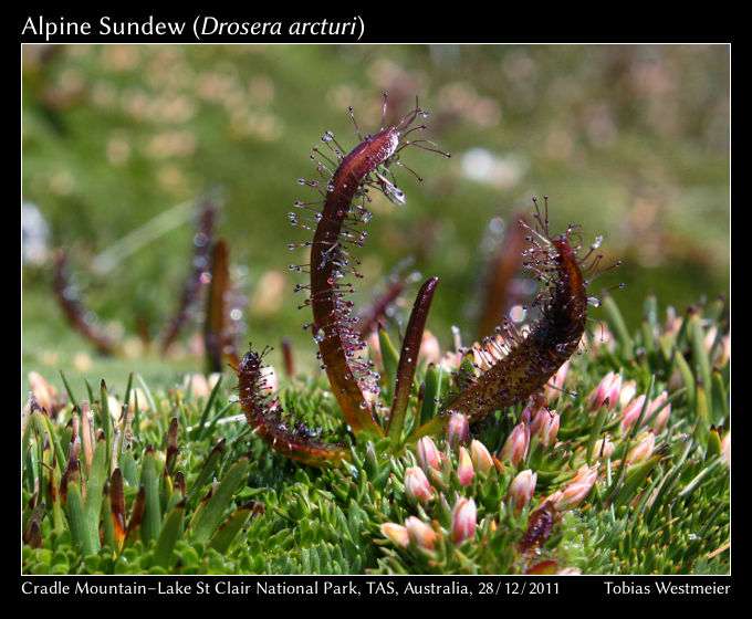 Alpine Sundew (Drosera arcturi)