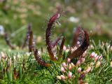 Alpine Sundew (Drosera arcturi)