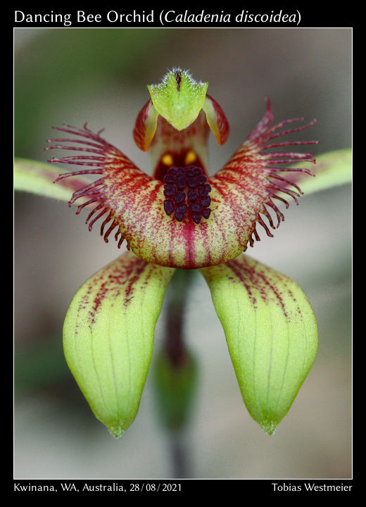 Antelope Orchid (Caladenia discoidea)