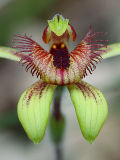 Antelope Orchid (Caladenia discoidea)