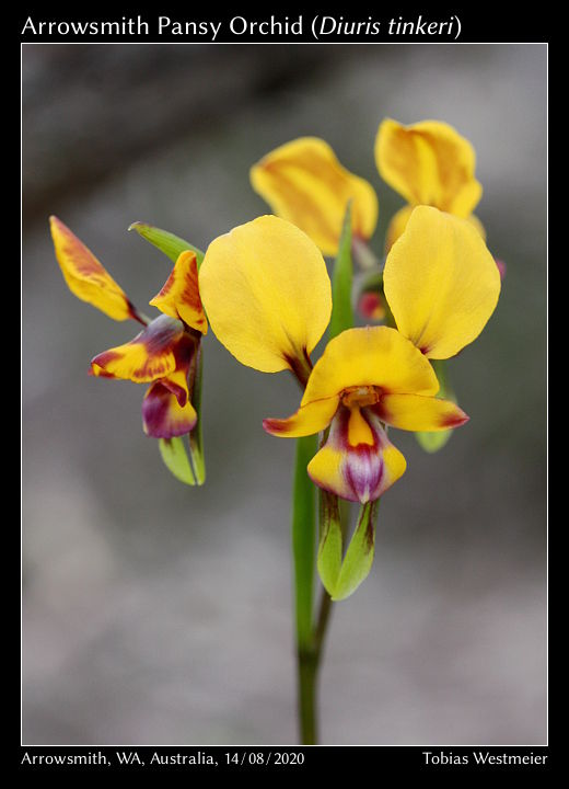 Arrowsmith Pansy Orchid (Diuris tinkeri)