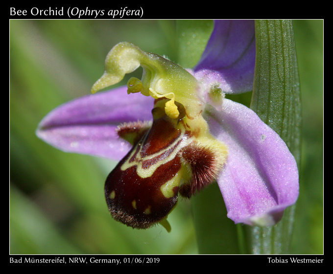 Bee Orchid (Ophrys apifera)