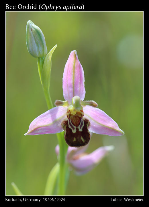 Bee Orchid (Ophrys apifera)