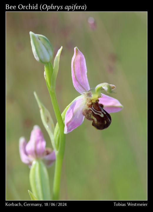 Bee Orchid (Ophrys apifera)