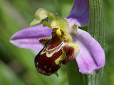 Bee Orchid (Ophrys apifera)