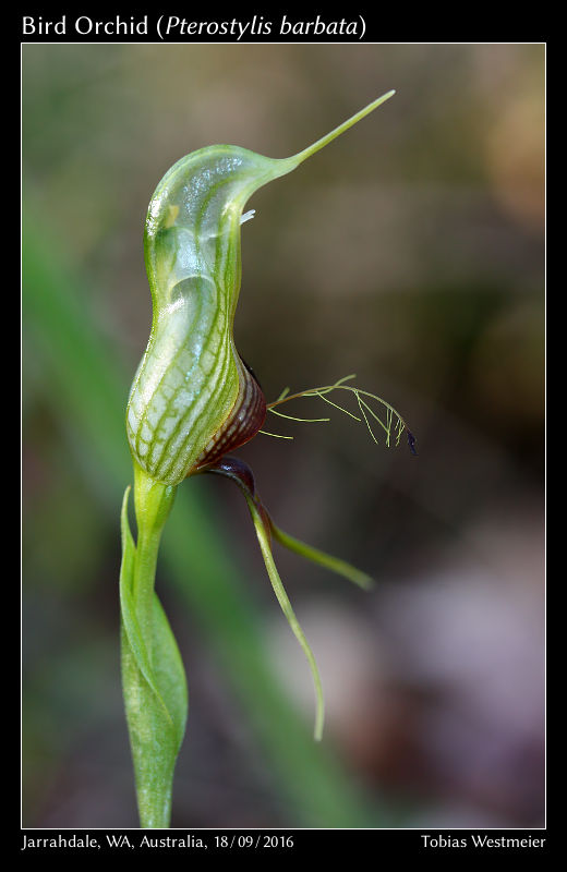 Bird Orchid (Pterostylis barbata)